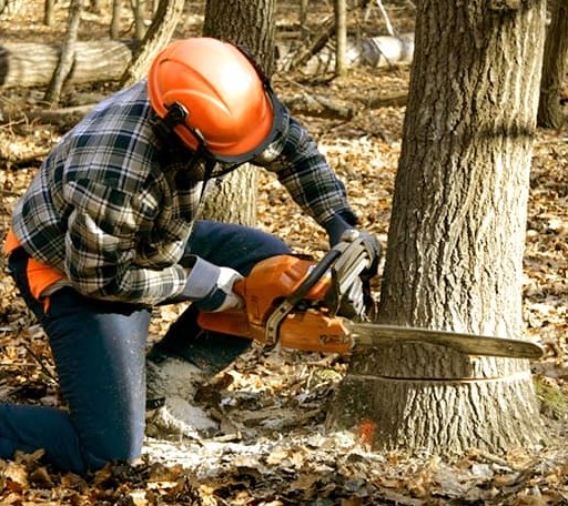 Tree Removal in Ben Wheeler, TX